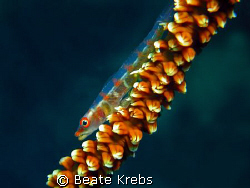 Gobi on whip coral , Canon S70 with Macro Lens by Beate Krebs 